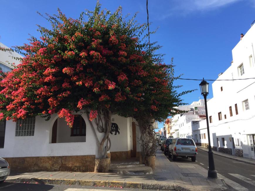 Corralejo war einst ein kleines Fischerdorf und ist inzwischen zu einer lebendigen bunten Stadt herangewachsen.