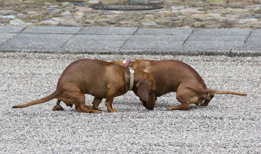 Die Hunde der Royals mussten sich ausgerechnet beim Fototermin entleeren.