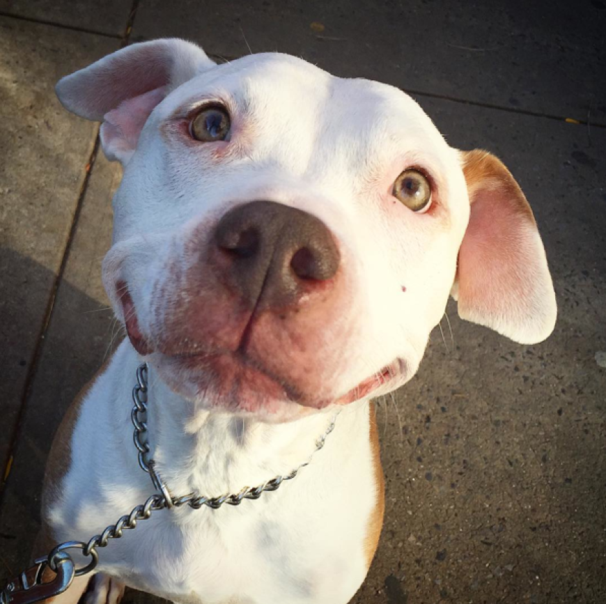 Der Pitbull kann einfach nicht aufhören zu grinsen.