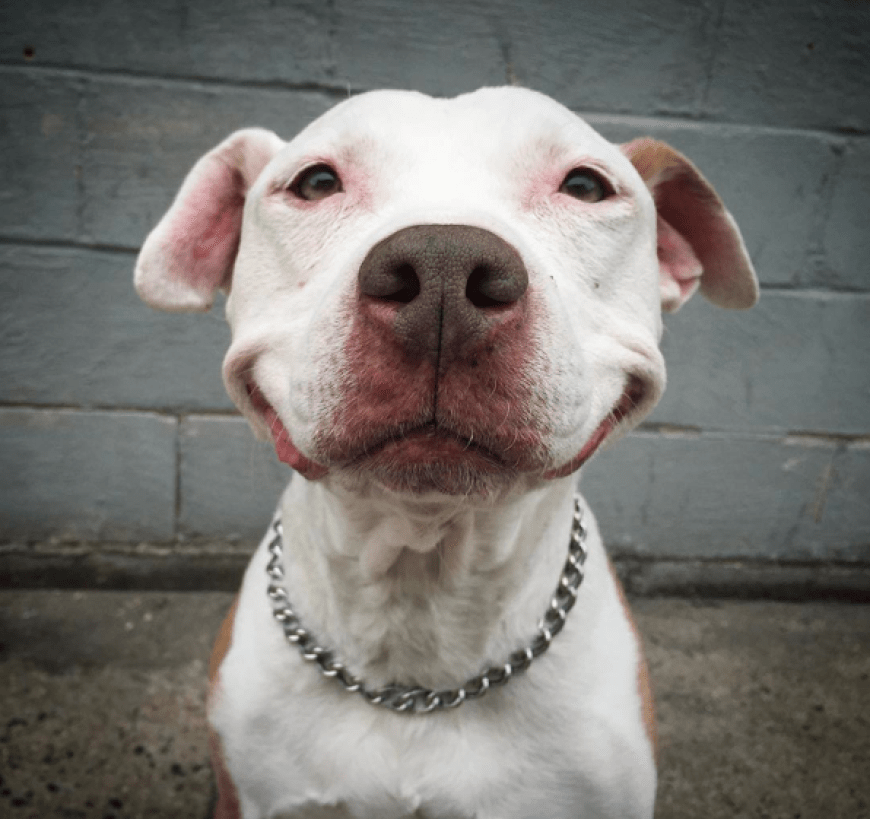 Brinks: So sieht ein glücklicher Hund aus!