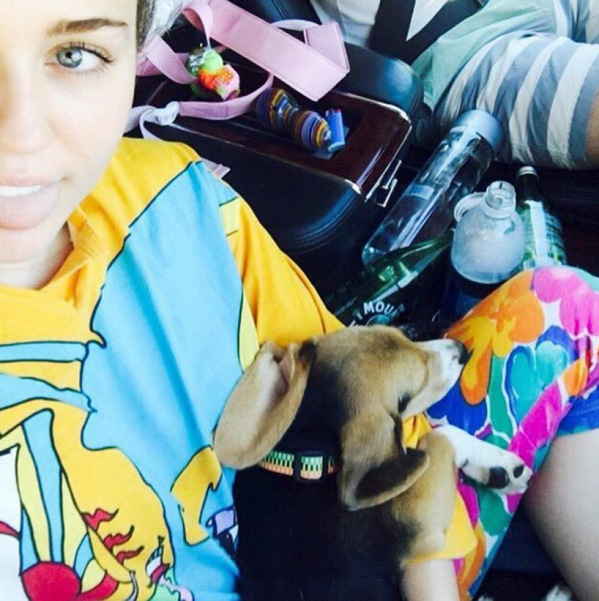 Miley Cyrus hat mit Beagle-Dame Barbie und Liam Hemsworth einen Roadtrip gemacht.
