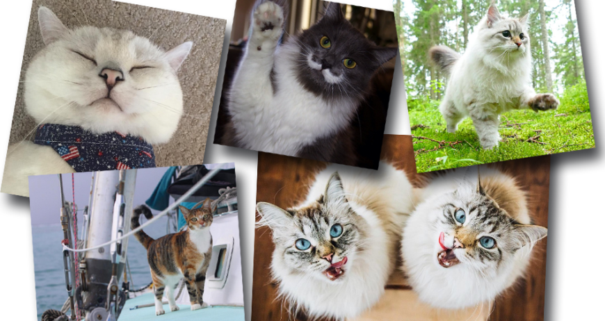 White Coffee Cat, Amelia the Tropicat, Hamilton the Hipster-Cat, Alice & Finnegan, Fantastic Flora (v.l.): Diese Fellsäcke sind unsere ganz persönlichen Stars auf Instagram. 