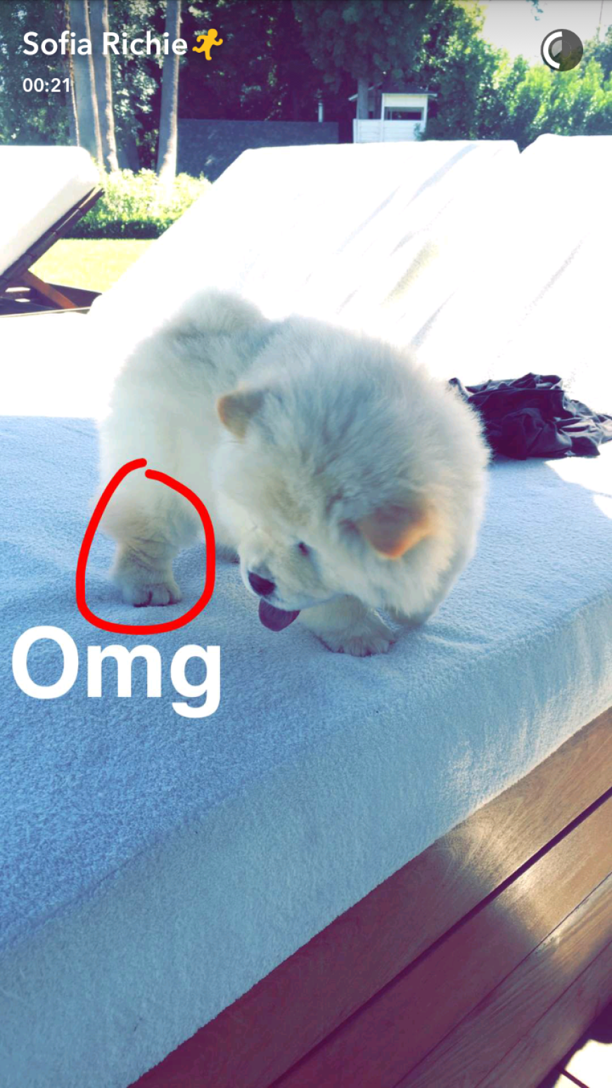 Sofia Richie hat diesen Chow-Chow-Welpen aus Japan mitgebracht.