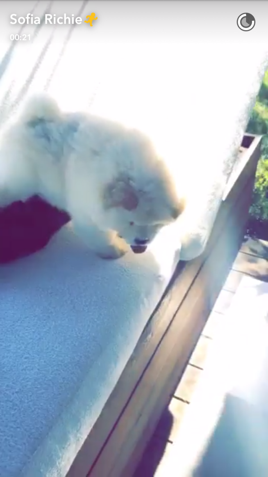 Sofia Richie zeigt ihr süßes Familienmitglied auf Snapchat.