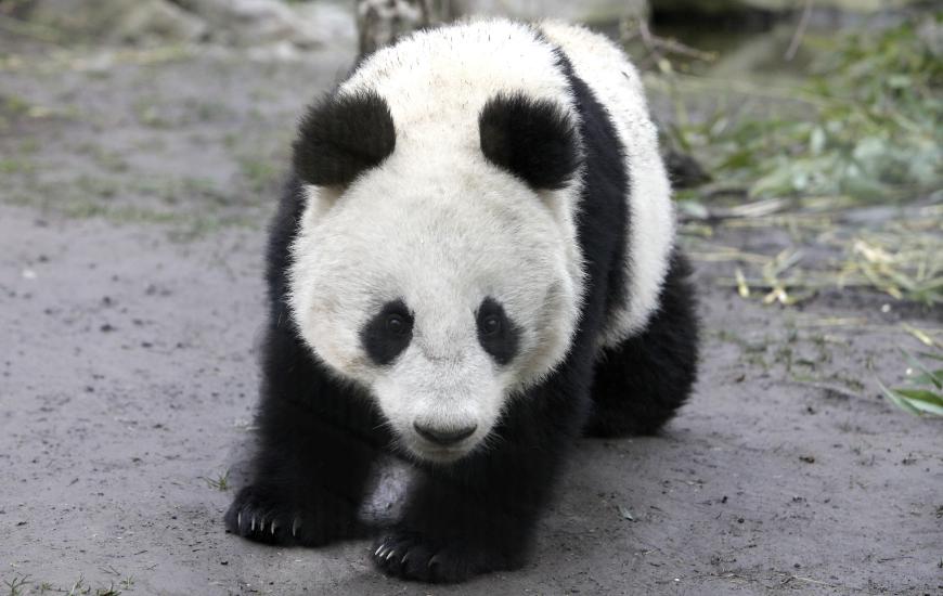 Der große Panda ist vom Aussterben bedroht; nur noch knapp 1800 Tiere leben in freier Wildbahn.