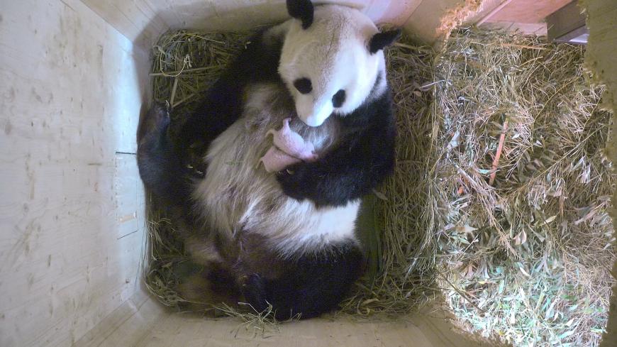 Die Panda-Dame kümmert sich rührend um ihren Nachwuchs.