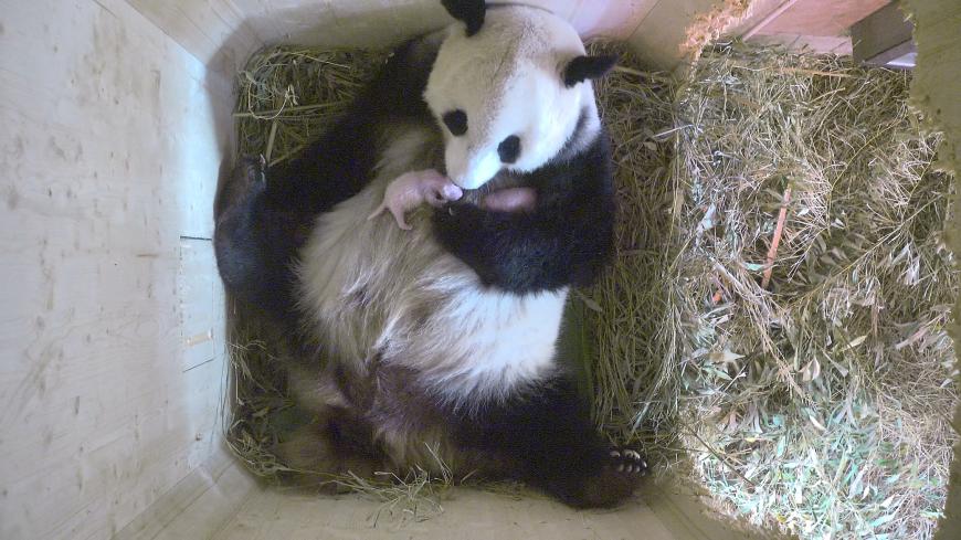 Der jüngste Nachwuchs im Tierpark Schönbrunn: Panda-Mama Yang Yang mit ihren Zwillingen.