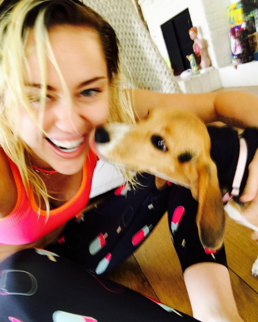 Miley Cyrus kuschelte lieber mit Beagledame Barbie anstatt bei den VMAs aufzulaufen.