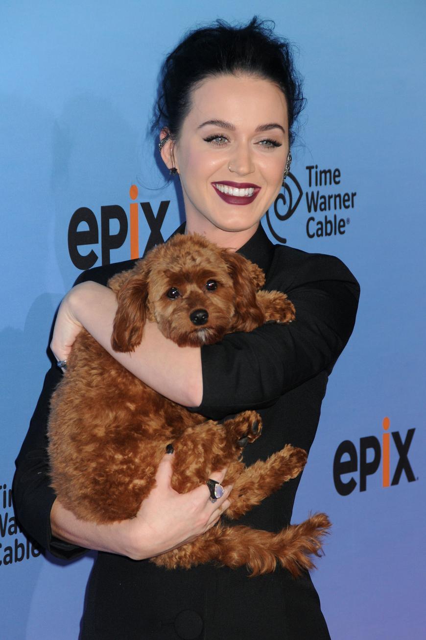 Katy Perry will sogar bei Events nicht auf ihr zuckersüßes Hündchen verzichten.
