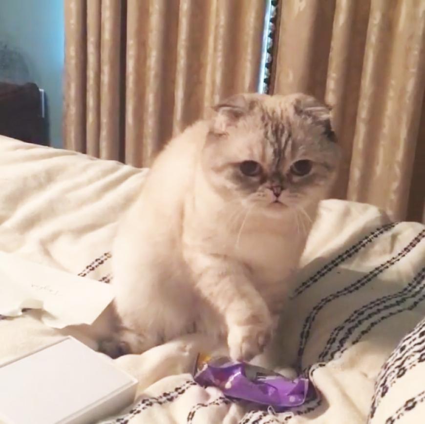 Drake überhäuft Taylors Katzen Meredith und Olivia mit Geschenken.