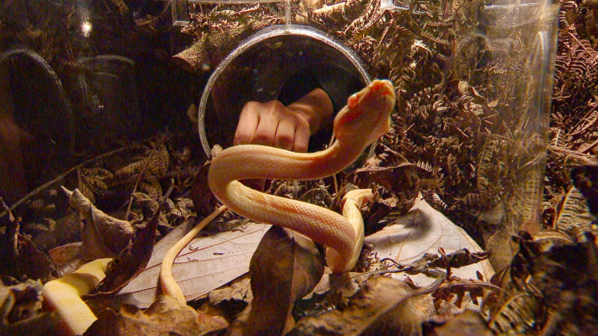 Doch die Moderatoren Sonja und Daniel können sie beruhigen, die Albino-Python sei ungefährlich.