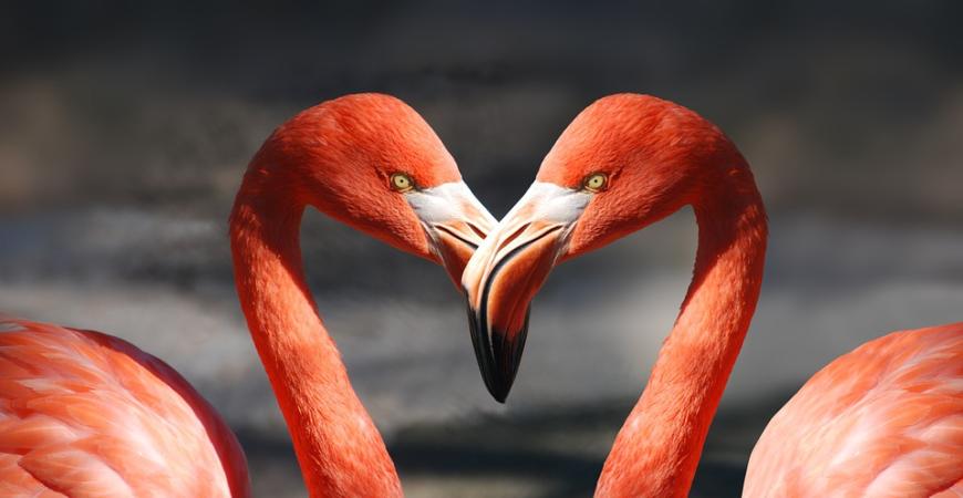 Ein weiteres Date-Highlight: Flamingos am Strand von Aruba. Die brachten Sarah bei Ihrem Dream-Date mit Oliver Sanne in der 5. Staffel dann auch zum Dahinschmelzen. Auch beim Parasailing kamen die Beiden aus dem Staunen nicht mehr heraus.
Tipp: Abgesehen von den Flamingos gibt es auch noch ein anderes sehr bekanntes Symbol auf Aruba; und das sind die Divi-Divi-Bäume. Diese findet man am Eagle Beach. Sie eignen sich übrigens nicht nur als ausgezeichnete Fotospots, sondern auch als Schattenspender beim Sonnenbaden.