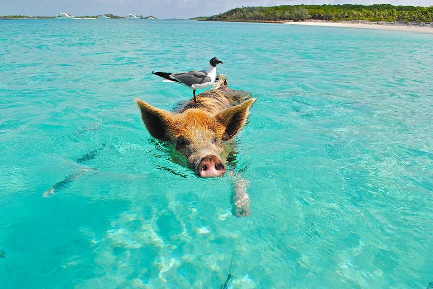 Hier treffen der Bachelor Leonard Freier und (das Date) Leonie nicht nur auf VIPs, sondern auch auf Schweine. Richtig gehört! Der letzte Dating-Spot waren die Trauminseln der Bahamas, die auch für die süßen Schweinchen am Strand berühmt sind. Hier genossen die beiden ihren Aufenthalt im Luxus-Resort. Auch eine Bootstour durfte natürlich nicht fehlen.
Tipp: Übernachtet im Luxus-Resort Tiamo Resort und kommt in den Genuss eines 6 km langen Privatstrands. Ein wirklich intimer Hideaway!