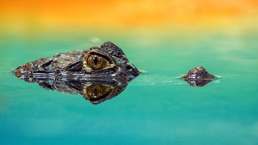 Die 5. Staffel 2015 in Los Angeles hielt einige Überraschungen bereit! Der Bachelor Oliver Sanne wurde mit Liz auf ein (schon) fast gefährliches Dream-Date geschickt. Bei ihrem Ausflug in die Everglades sahen sie echte Alligatoren. Passiert ist aber natürlich nichts. Eine Auszeit von dem Schrecken konnten sie sich in der Hängematte gönnen.
Tipp: Möchtet ihr auch einen Alligator sehen? Dann solltet ihr den Anhinga Trail bei Royal Palm ausprobieren. Denn hier ist die Wahrscheinlichkeit sehr groß, dass man selbst einen Blick auf die gefährlichen Alligatoren erhaschen kann.