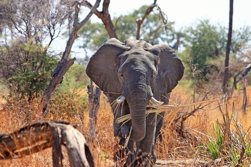 Für Paul Jankes zweites Dream-Date ging es mit Anja zu einem der wohl schönsten Orte der Welt - in den Krüger Nationalpark, in dem es auf eine (wilde) Safari ging. Nachdem sie mit etwas Glück die Big Five erhaschen konnten, ging es danach für knisternde Stunden zu Zweit in den Pool.
Tipp: Genießt vor Ort ein romantisches Candle-Light-Dinner im Freien. Damit euch Glück garantiert ist, und ihr die Big Five (Elefant, Nashorn, Büffel, Löwe und Leopard) zu sehen bekommet, lohnen sich für eine Safari-Tour besonders die trockenen Wintermonate (April bis September).