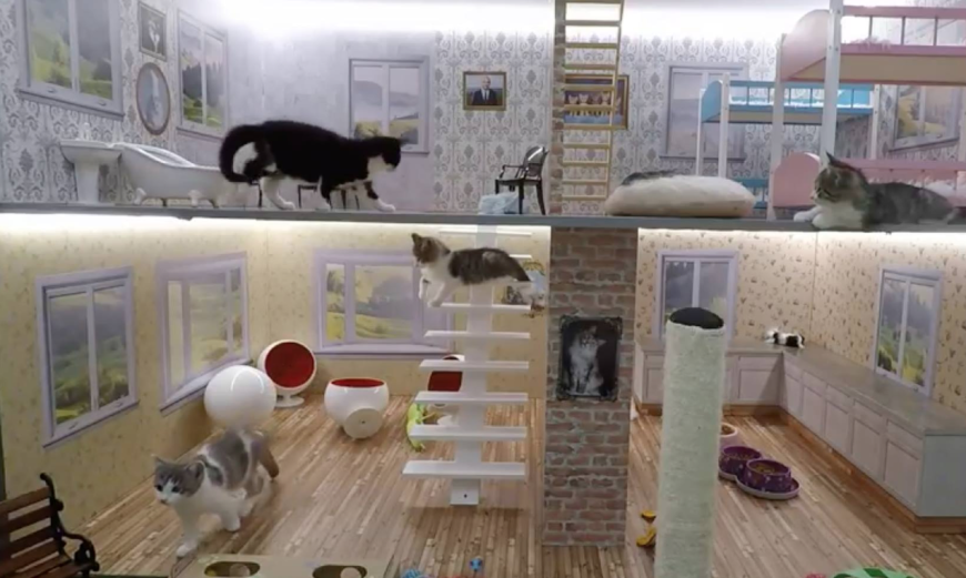 Die vier Kätzchen leben in einem zweistöckigen Puppenhaus.