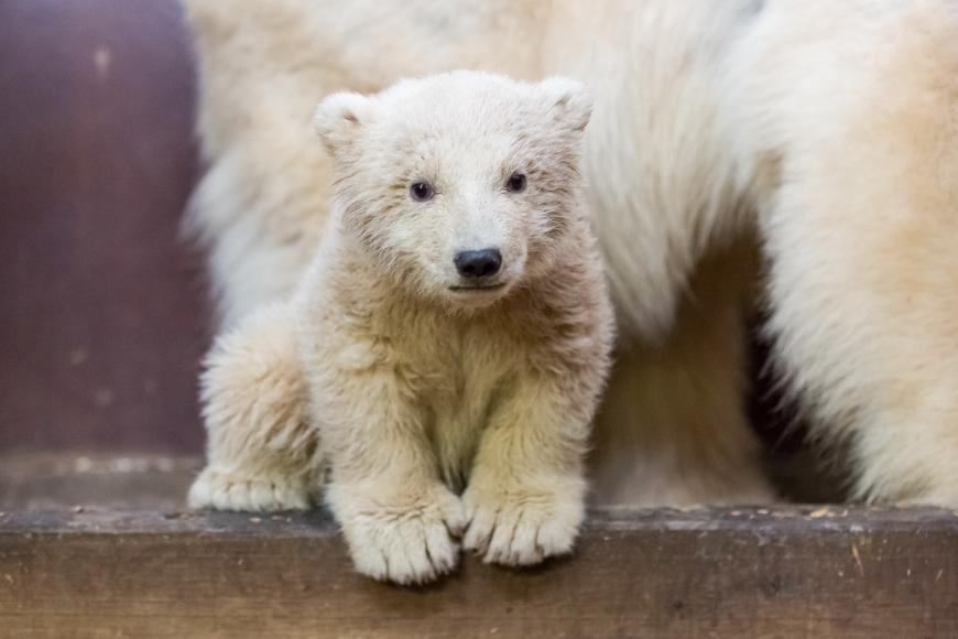 Trauer um den Eisbär-Jungen Fritz: Der Vierbeiner aus dem Berliner Tierpark litt unter einer massiven Leberentzündung. Nun die traurige Gewissheit: Er ist gestorben.