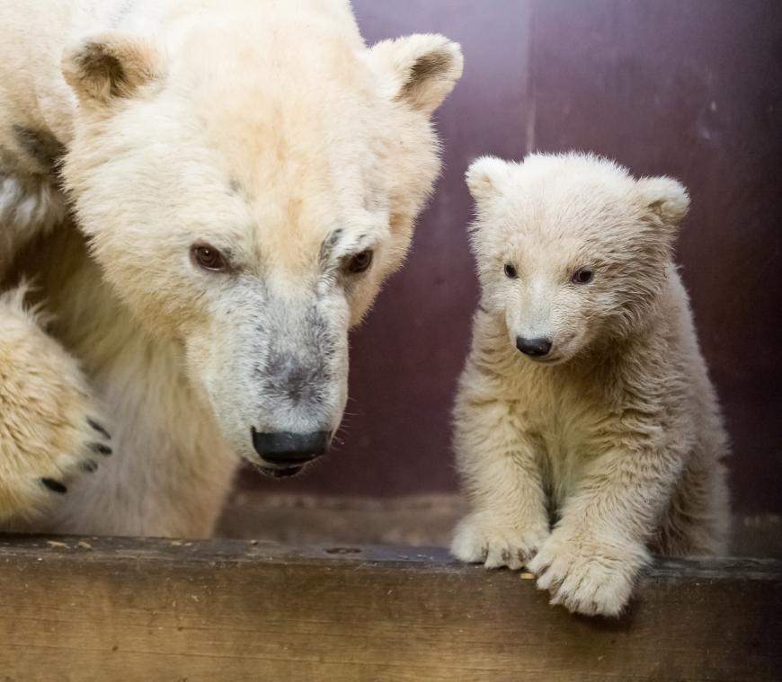 Eltern des Eisbären Fritz sind die siebenjährige Tonja (Foto links) und der fünfjährige Wolodja, der derzeit im Zoo Berlin zu sehen ist.