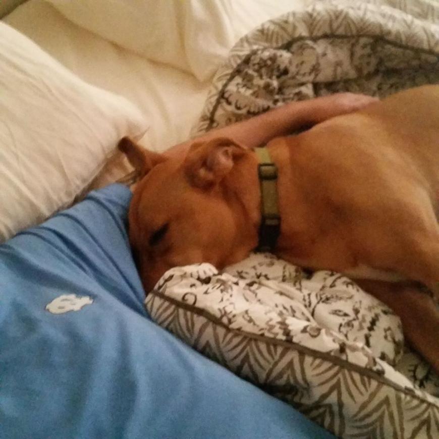 Hund Willie im Arm seines geliebten Besitzers Shane Godfrey.