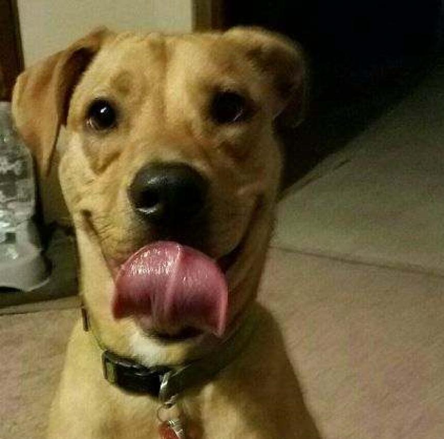 Hund Willie erkannte seinen Besitzer erst nicht.