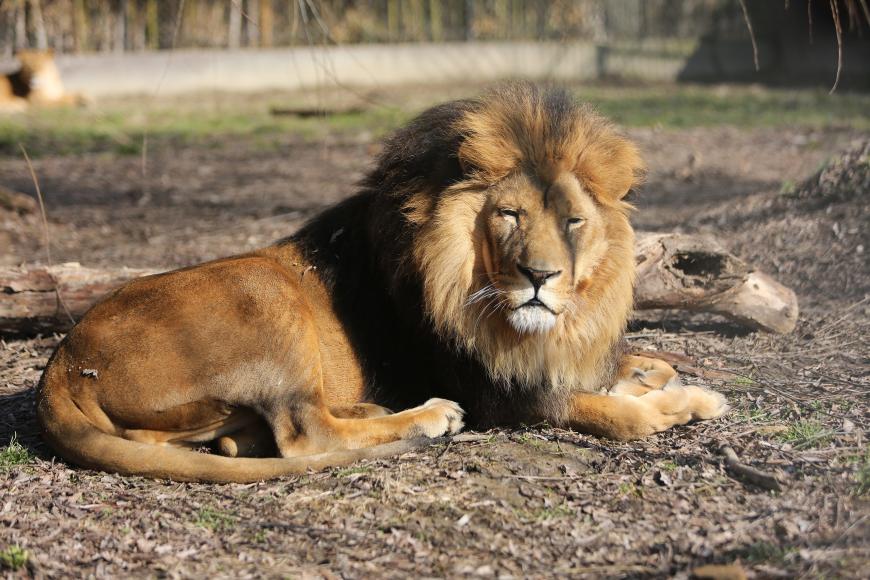 Der afrikanische Löwe Wallace (Fotos s. Link im Artikel) ist ein alleinerziehender Papa.