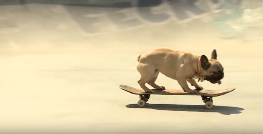 Die französische Bulldogge Eric MacLean hat ein außergewöhnliches Talent: Skateboardfahren!