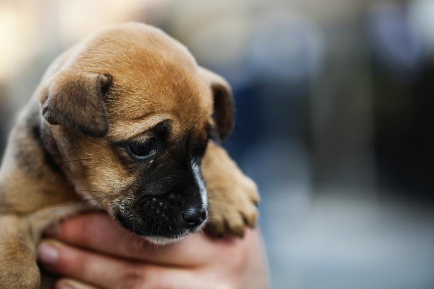 Wegen eines Hundewelpen soll ein 19-Jähriger in Michigan seine Mutter im Schlaf erschossen haben.