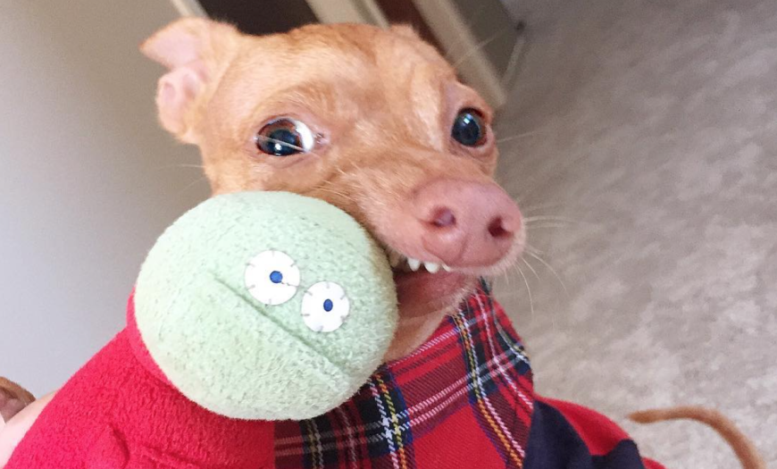Tuna ist der wohl beliebteste Chihuahua-Mischling der Welt!