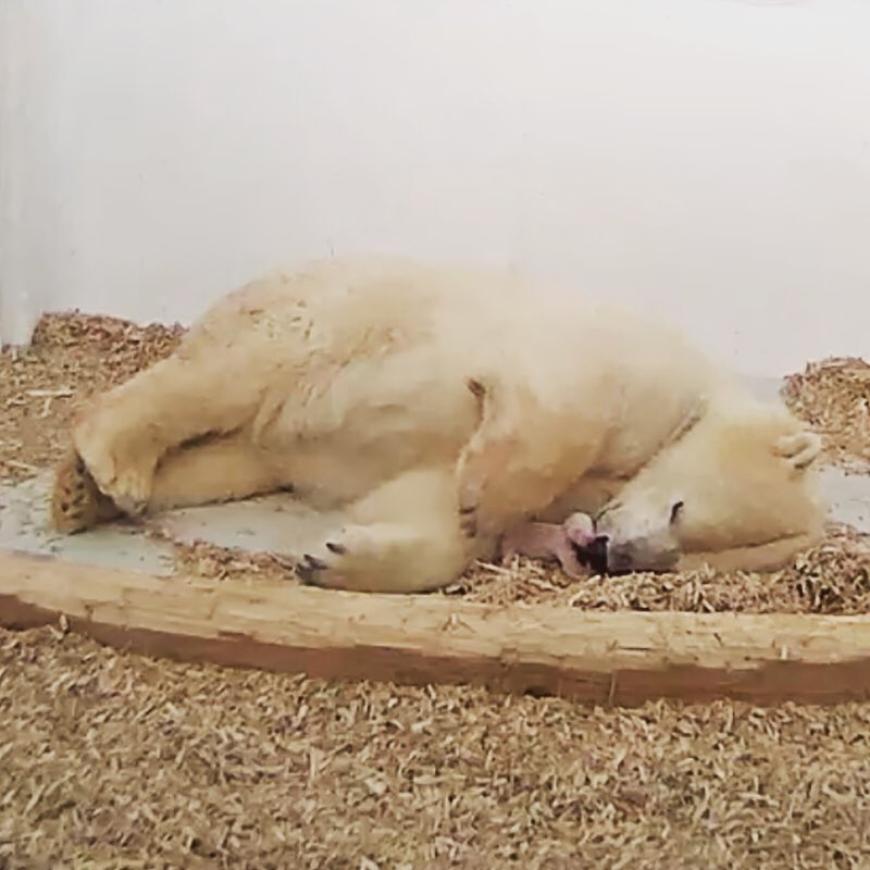 Kuschelzeit! Eisbären-Mama Tonja kümmert sich liebevoll um ihr Bären-Baby.