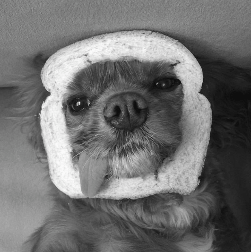 Mit der heraushängenden Zunge wurde Toast the Dog zu einem echten Instagram-Star. Jetzt ist die süße Hündin verstorben, wie ihre Besitzerin via Instagram bekannt gab.
