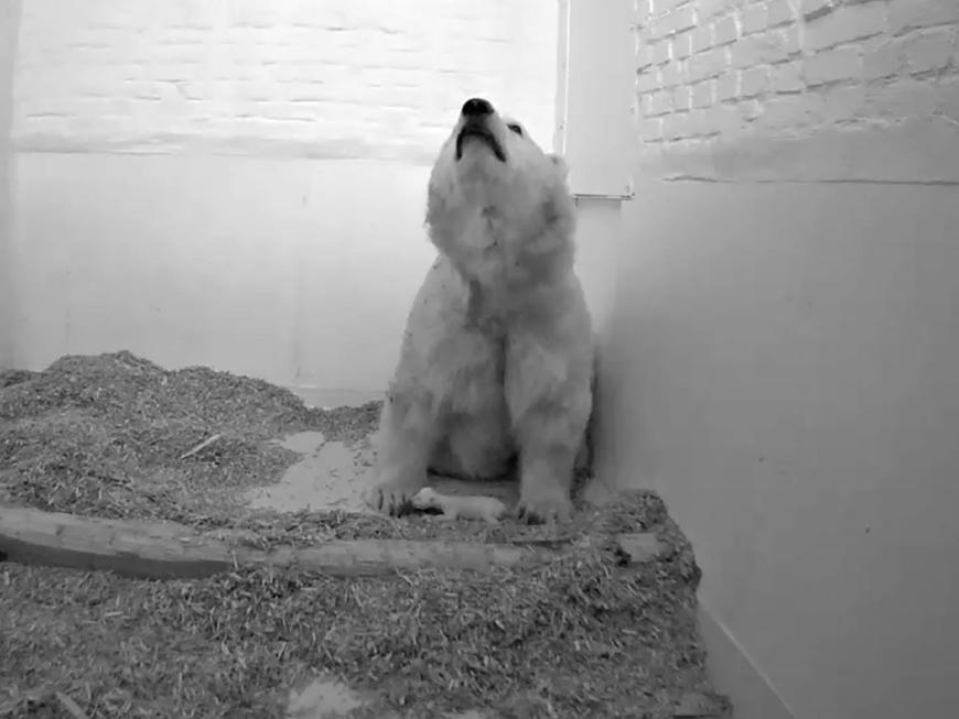 Eisbär-Mama Tonja trauert um ihr Mädchen, das nur 26 Tage alt wurde. 