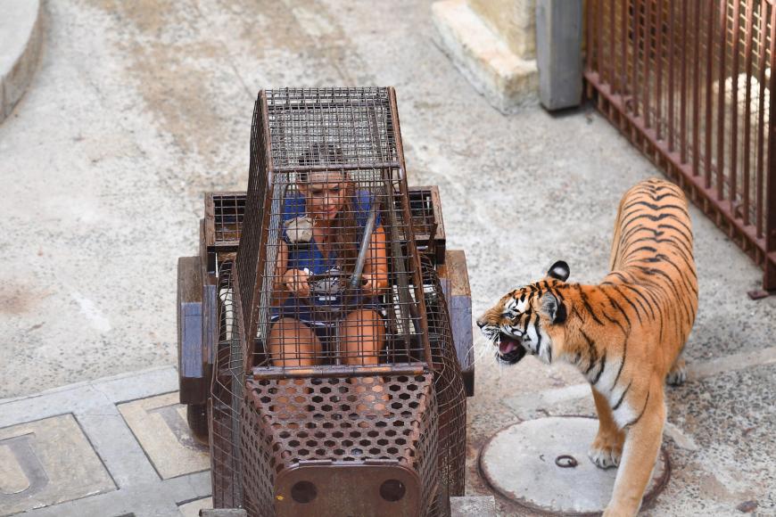 Jessica Paszka musste sich den Tigern stellen! Auch wenn sie in dem Käfig eigentlich gut geschützt war, brach die ehemalige Bachelorette in Panik aus.