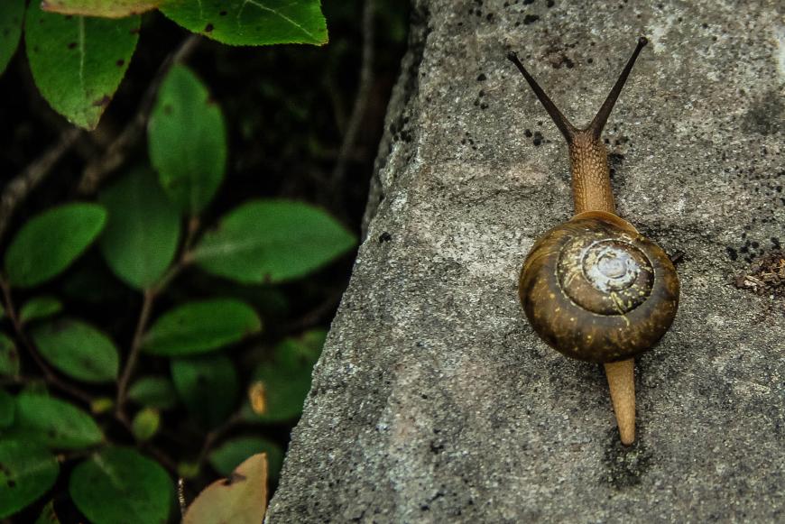 In dem Schleim der Schnecke stecken nämlich wertvolle Inhaltsstoffe, die Falten, Augenringe und Co. bekämpfen.