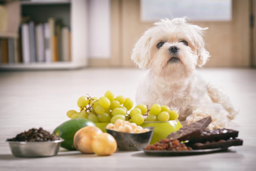 Diese Lebensmittel sind giftig für deinen Hund
