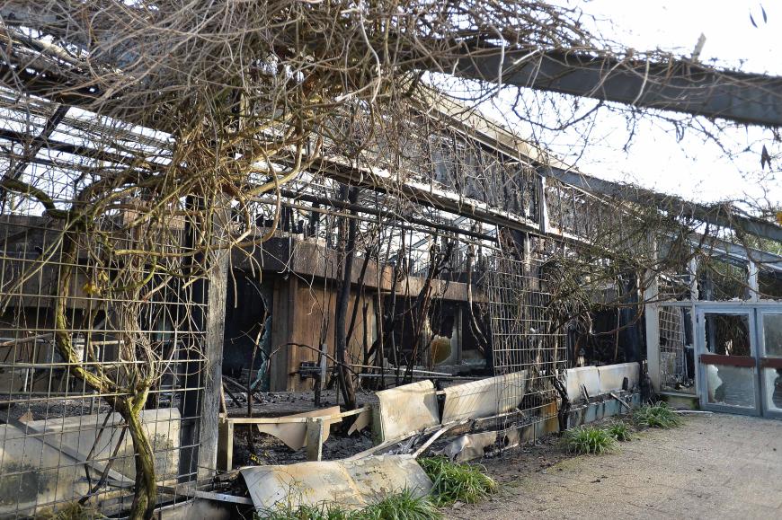 Von dem Affenhaus sind nur noch die Grundmauern übrig: Laut Krefelder Polizei habe eine der in Deutschland verbotenen Himmelslaternen das Inferno verursacht.