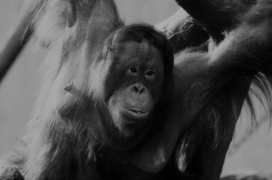 Tragödie im Krefelder Affenhaus: Bei einem schweren Feuer kamen 30 Tiere, darunter Schimpansen, Orang-Utans und Gorillas ums Leben.