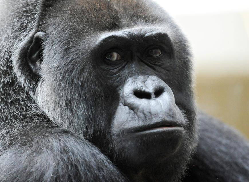 Besonders traurig: Bei dem Brand starb auch Gorilla-Männchen Massa, der mit 48 Jahren der älteste in einem Zoo lebende Gorilla war. Auch ein weiteres Gorilla-Männchen, das das Feuer schwer verletzt überlebt und am Neujahrsmorgen gefunden wurde, musste von Polizisten erschossen werden.