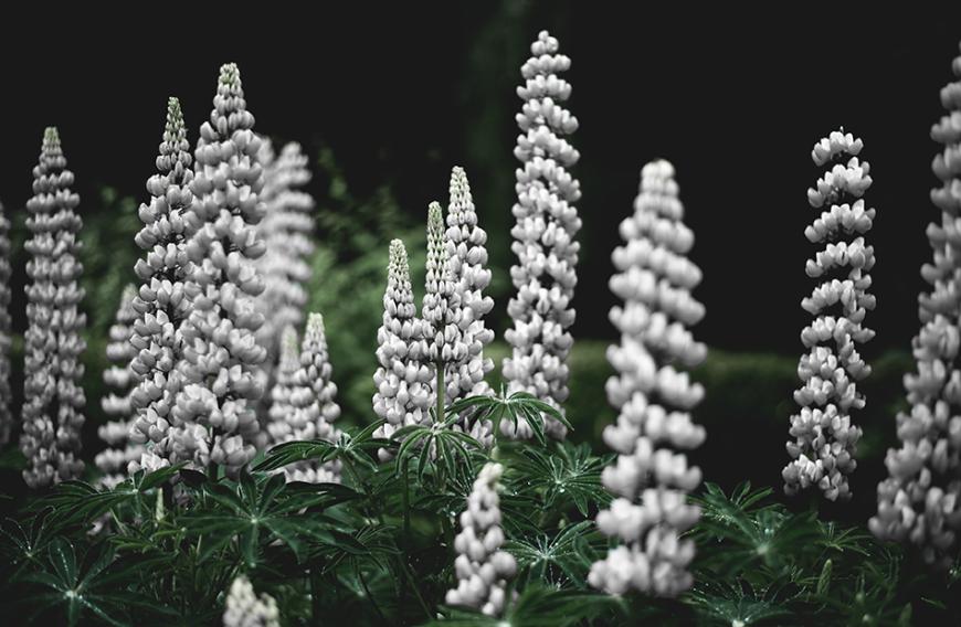 Lupine – vor allem die weißen – gelten als wahre Anti-Aging-Booster.