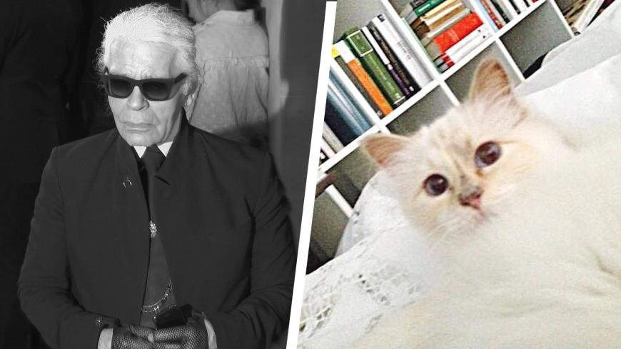 Choupette führt ein Katzenleben in Saus und Braus: Mit zahlreichen Werbedeals verdiente Choupette 2015 drei Millionen Euro.
