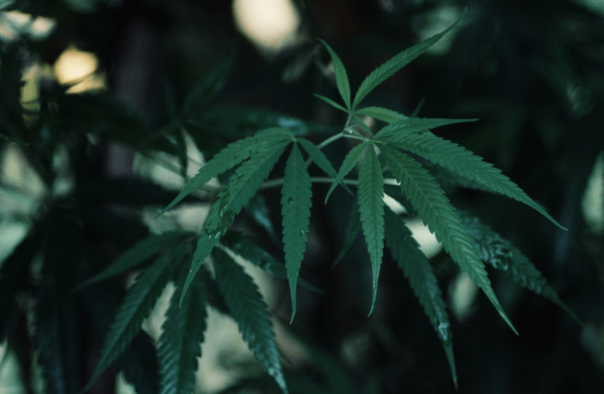 In den letzten Jahren rückten vor allem die gesundheitlichen Vorteile von Cannabis in den Vordergrund, sodass die Pflanze vor allem für die Medizin besonders interessant wurde. Hier erfährst du alles über die wichtigsten Anwendungsgebiete der Hanfpflanze.