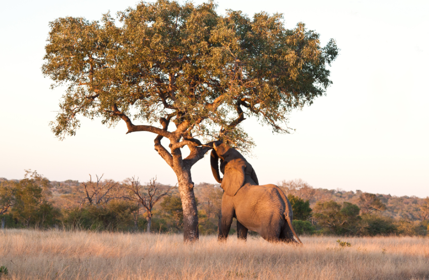 Elefanten lieben die Marula-Frucht. Daher wird der Baum auch umgangssprachlich Elefantenbaum genannt.