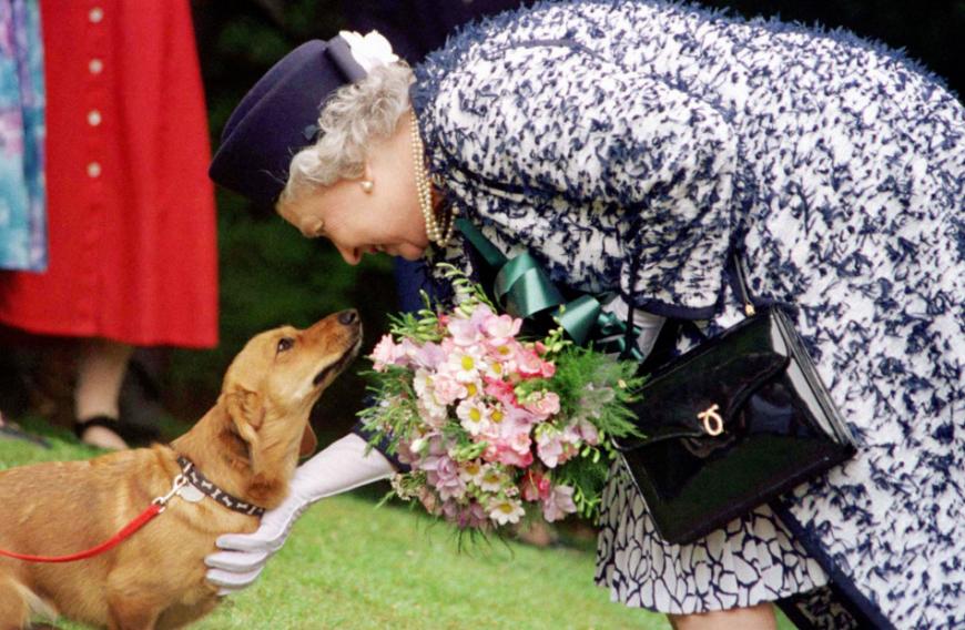 Trösten sollen sie jetzt zwei neue Corgi-Welpen.