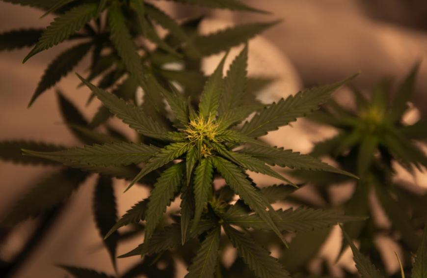 So spielt es bei CBD-Produkten beispielsweise eine Rolle, welches Extraktionsverfahren bei der Gewinnung des Rohstoffes angewandt wurde.