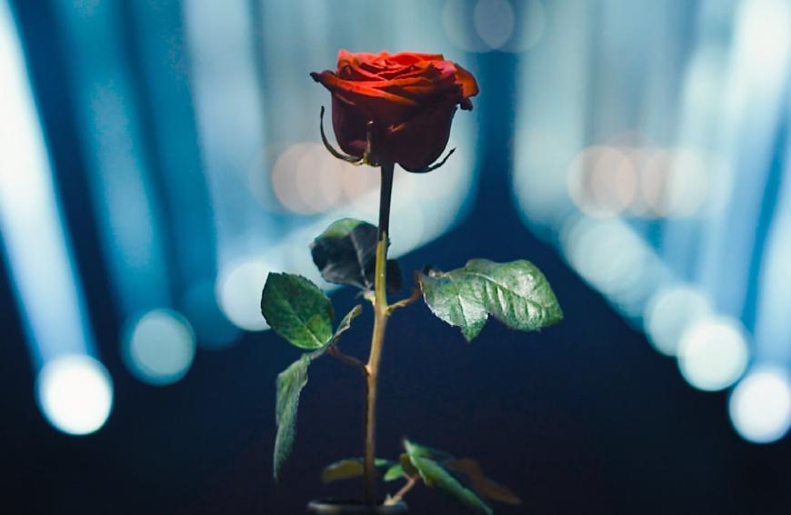 Obwohl sie die letzte Rose nicht bekommen hat, könnte es noch zur Beziehung mit dem Bachelor kommen.