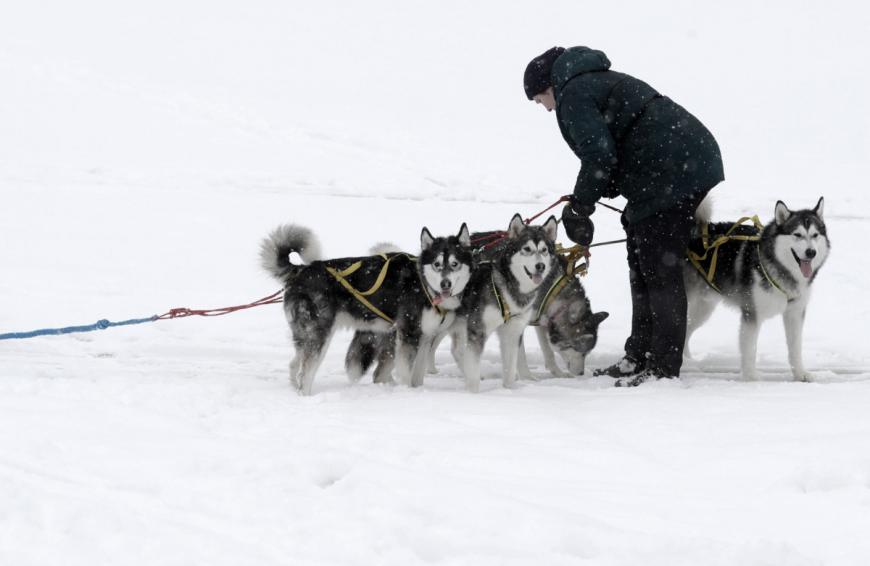 Und das gelang dem Auswanderer-Paar auch: Mit über 70 Huskys bauten sich die beiden eine neue Existenz auf. (Symbolbild)