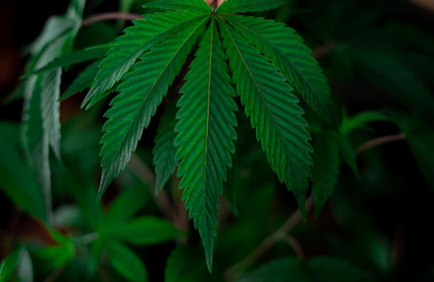 Beauty-Produkte mit CBD werden immer beliebter. Auch deine Haare profitieren von dem Naturprodukt. 
