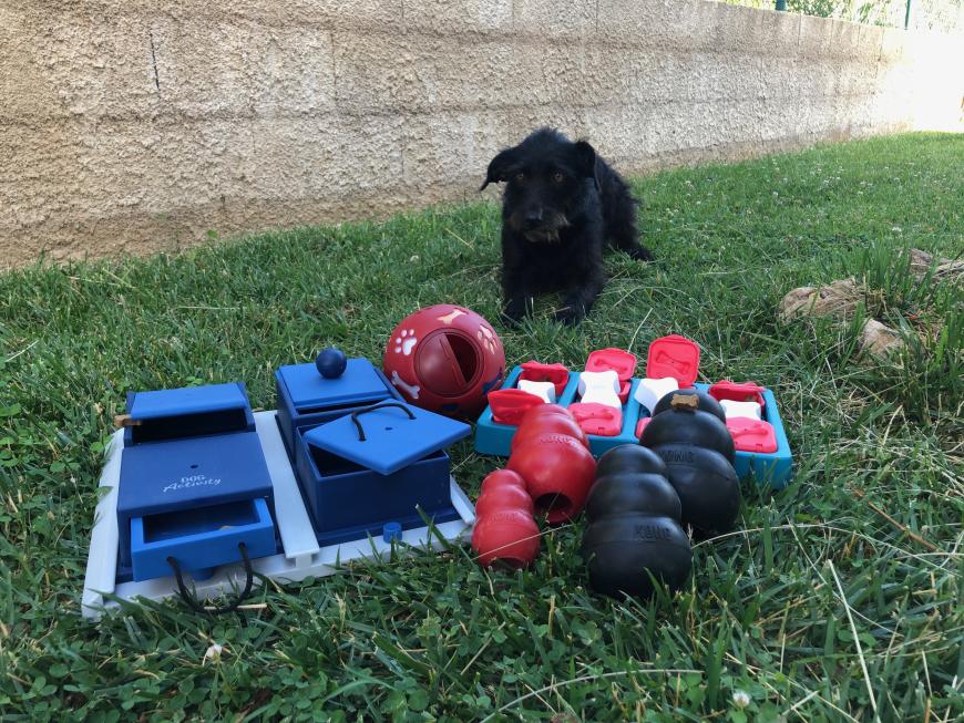 Wir haben Intelligenzspielzeuge für Hunde getestet – und das ist unser Fazit.