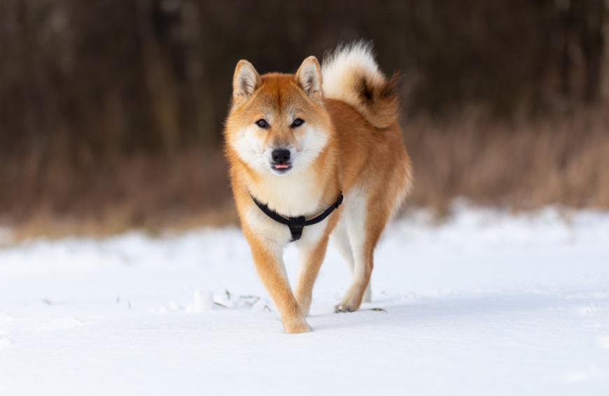 Der Shiba Inu zählt aktuell zu den beliebtesten Hunderassen. Falls du auch mit dem Vierbeiner liebäugelst, findest du hier alle Infos. 