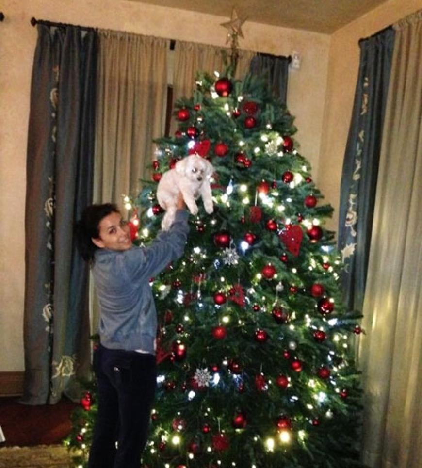 Eva Longoria testet gleich mal, ob ihr Hund als Weihnachtsbaumspitze taugt