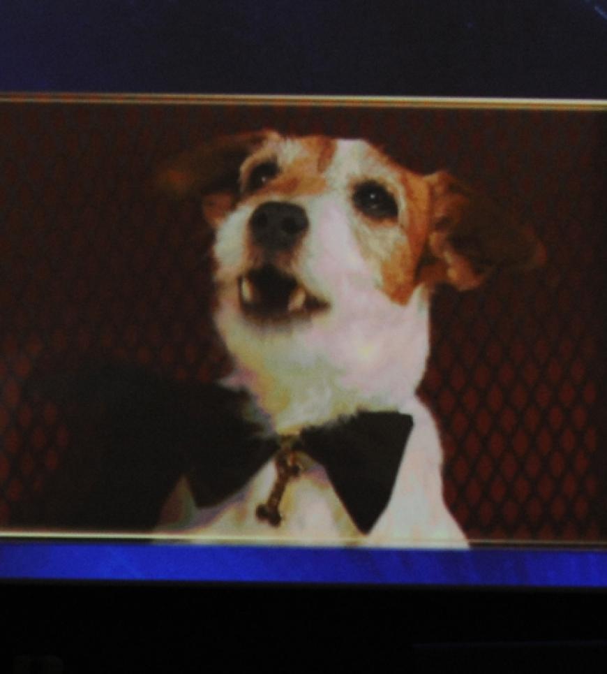 Hund Uggie aus